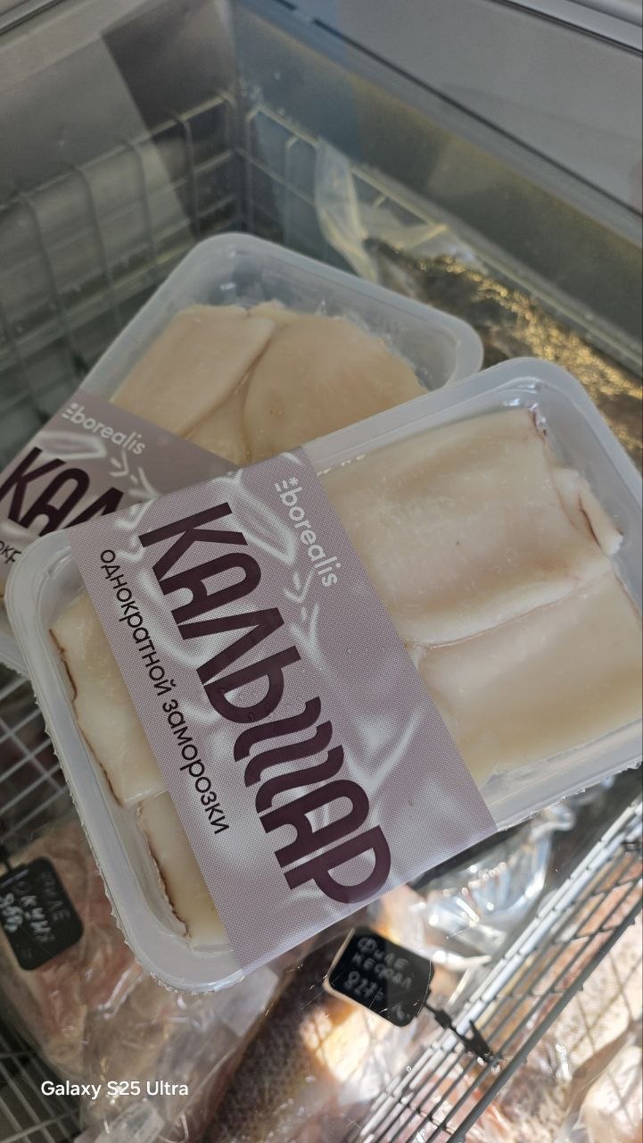 Кальмар командорский
