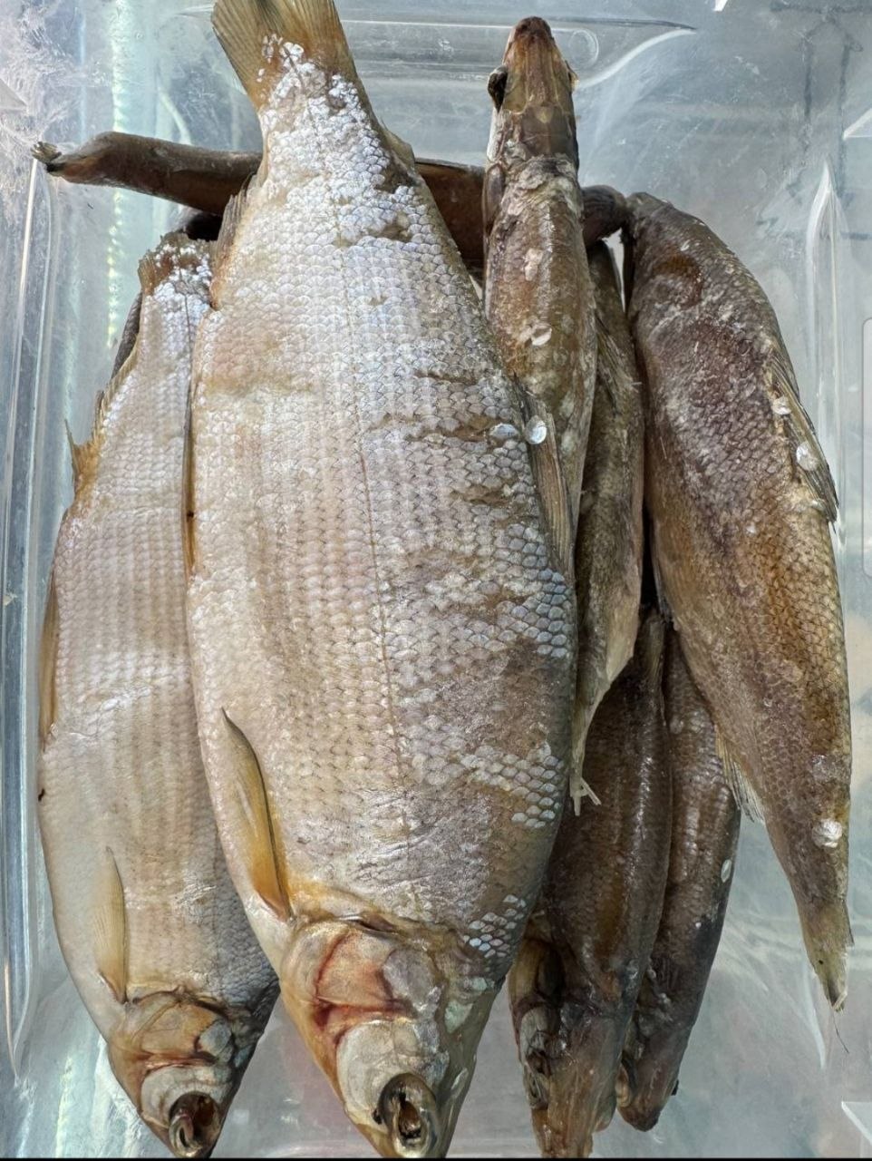 Пелядь 